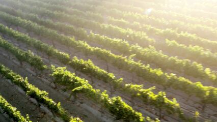 С помощью беспилотника сняли порнофильм Drone Boning